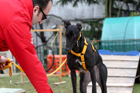 Traduzione di e le sue caratteristiche in francese. L Arousal O Attivazione Emozionale Pet Levrieri Onlus Salva E Adotta Un Levriero Galgo Greyhound Lurcher