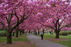 Image result for Prunus serrulata