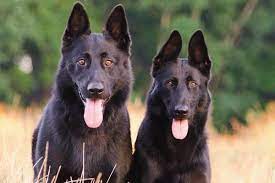 The price can go lower or higher depending on the offer of the breeder. Bicolor German Shepherd Breeders