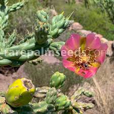 Image result for Opuntia imbricata