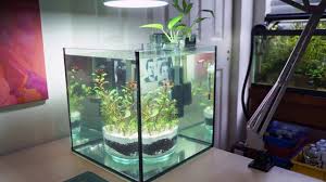 I have seen more than one fish die because they got caught in one. Two Of My Betta Nano Tanks Youtube