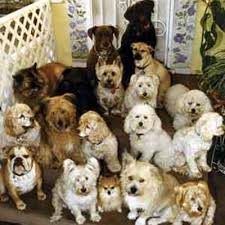 Below are some more pet rescues other than perfect pet rescue that are in california for you to check out. Perfect Pet Rescue Perfpetrescue Twitter