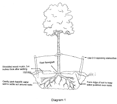 Protection from high winds and good soil moisture also help the. Planting And Transplanting Trees And Shrubs Umn Extension