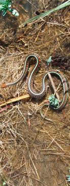 Inthe 1980s the san francisco garter snake was being successfully bred in a numberof us zoos. Stanford Habitat Conservation Plan California Red Legged Frog