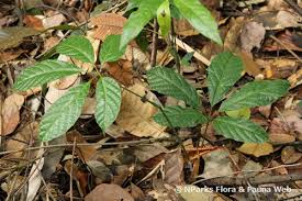 Image result for Ampelocissus