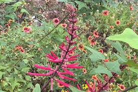 Image result for Polycarpaea eriantha