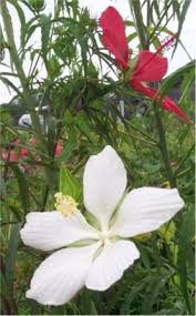 For hibiscus planted in the ground in very warm climates where winter freezing is seldom a problem, pruning can be done in the late fall. White Texas Star Lone Star Perennial Hibiscus White Swamp Hibiscus Swamp Hibiscus Perennials All Almost Eden