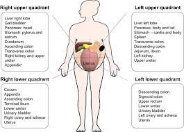 Download scientific diagram | 2 anatomical areas of the abdomen: Anatomical Relations According To Different Abdominal Quadrants Note Download Scientific Diagram