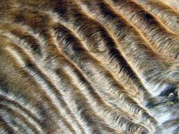 Perfect Pic Of The Wave Of A Devon Rex This Cat Has A Very Tight Wave I Wish I Could See The Whole Thing Http Sv Wikipe Devon Rex Devon Rex Cats Rex