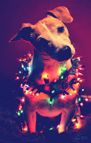 Dora, lake nona, windermere, sanford, oviedo, casselberry and beyond). Photography Christmas Dogs Colour Dog Christmas Pictures Dog Christmas Photos Dog Xmas