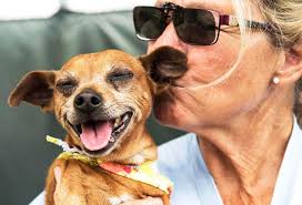 Fewer animals killed at Orange County shelter in 2014; rate fell from 50  percent to 33 percent in 5 years