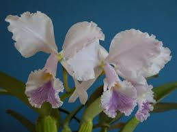 京都洋蘭会～今月の花 2008年 5月