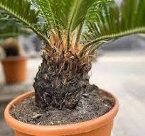 Cycas Revoluta
