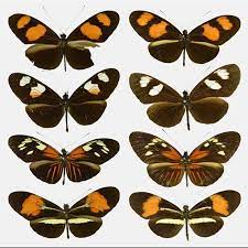 Mariposas Fotos Y Caracteristicas