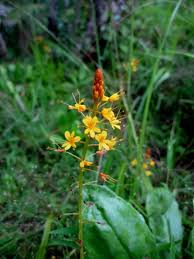 Image result for Neobolusia