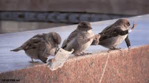 Birds With Human Arms Gif Https Encrypted Tbn0 Gstatic Com Images Q Tbn 3aand9gcrcngjc2fl6nsutvaqragmr8g9cvczcnj45sq Usqp Cau