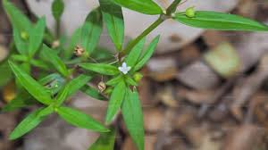 Image result for Oldenlandia cana