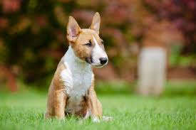 Miniature Bull Terrier Characteristics And Trainability Lovetoknow