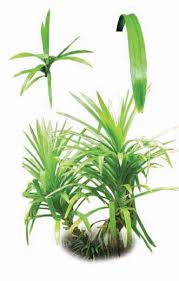 Image result for Pandanus sp. B