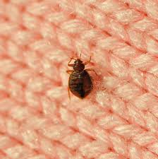 Image result for bedbugs on mattress