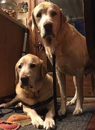 Pin By Alexander Furth On Labs Puppy Labrador Retriever Rescue Labrador Retriever Lab Puppies