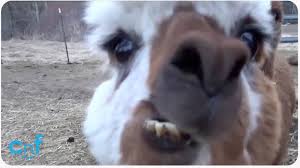He loved to rile the room up. Hilarious Alpaca Spits On Camera Youtube