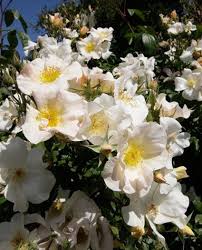 The result is a cream colored rose that averages about 3.5 inches in diameter and often has ever so subtle pink highlights on the petals. Sally Holmes Climbing Rose Climbing Roses Sally Holmes Climbing Rose Growing Roses