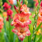 Northwestern Ohio Gladiolus Show Flower Distributi... event in Lakeside, OH