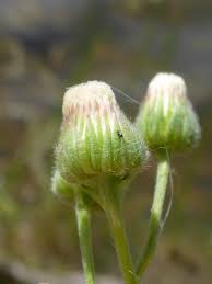 Image result for Erigeron bonariensis