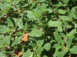 Image result for Zaleya