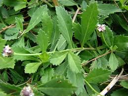 Image result for Lippia plicata