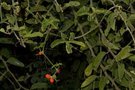 Image result for Corallocarpus bainesii