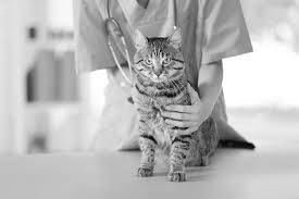 Hepatic lipidosis is the most common cause of liver disease in cats. The Telling Sign Of Fatty Liver Disease In Cats Catwatch Newsletter