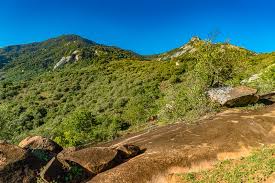 Image result for Craterostigma hirsutum