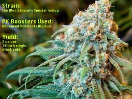 Increase each plant's water supply to 2.5 liters every other day. Pk Boosters For Growing Cannabis Plants What Are They