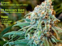Increase each plant's water supply to 2.5 liters every other day. Pk Boosters For Growing Cannabis Plants What Are They