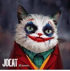 Cats Funny Cats Breeds Cats Cute Black Cats Cats Diy Cats Photography Cats Art Cats And Kittens Cats Drawing C Huysuz Kedi Kedi Sanati Sevimli Kediler