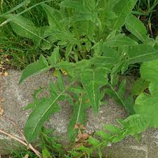 Image result for Berlinia orientalis