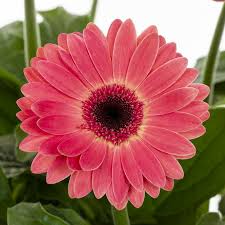 Image result for Gerbera