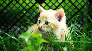 Fumer De L Herbe A Chat Des Effets Similaire Au Cannabis The Parfait