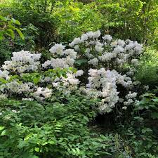 Rhododendron Fragrantissimum One Of My Favourites The Scent Is Just Beyond Landscape Decor Diy Rhododendron Garden Design