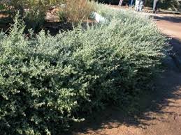 Image result for Rhagodia