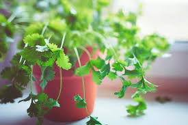 We did not find results for: Growing Cilantro Planting Care Tips Kellogg Garden Organics