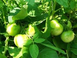 Determinate tomatoes grow to a fixed height and then fruit, while indeterminate tomatoes will continue to grow and fruit throughout the growing season. The Difference Between Determinate And Indeterminate Tomatoes Horticulture