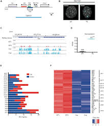 Bermanfaat 100% 100% menganggap dokumen ini bermanfaat, tandai dokumen ini sebagai bermanfaat. Frontiers Linking Chromosomal Silencing With Xist Expression From Autosomal Integrated Transgenes Cell And Developmental Biology