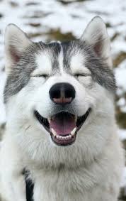 Owning an alaskan malamute should not be taken lightly, as she is a high maintenance dog in many respects and needs a dedicated owner who understands this. 110 Husky Ideas Husky Husky Dogs Siberian Husky