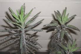 Image result for Bryophyllum