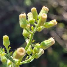 Image result for Erigeron sumatrensis