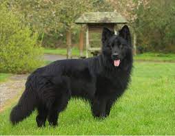 Long Haired Black German Shepherd Black German Shepherd Puppies Black German Shepherd Black German Shepherd Dog