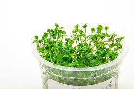 Image result for Lindernia